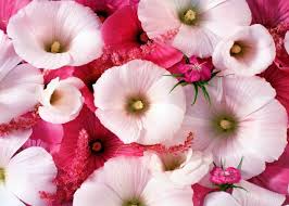 Whatsapp dp beautiful flower wallpaper beautiful pictures of flowers free download. World S Top 100 Beautiful Flowers Images Wallpaper Photos Free Download