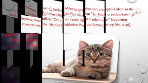 Hz Muhammed In S A V Kedi Sevgisi Youtube
