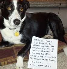 Border collies come in long & short hair! Our Short Haired Border Collie Dogshaming