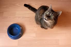 The number of meals a cat eats per day depends completely on the family schedule. How Often Should I Feed My Cat Pet Life Today