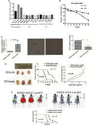The Identification Of Long Non Coding Rna H19 Target And Its Function In Chronic Myeloid Leukemia Molecular Therapy Nucleic Acids