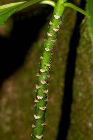 Image result for Solanecio mannii