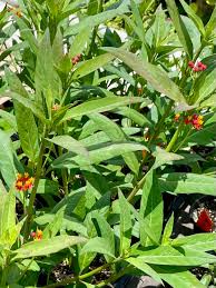 Image result for Asclepias curassavica