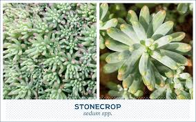 For those in colder climates, growing succulents outdoor in winter time can sound intimidating. 20 Popular Types Of Succulents Ftd Com