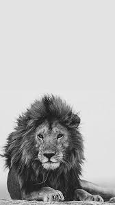 Lion Lockscreen Lion Wallpaper Lion Photography Lion Pictures
