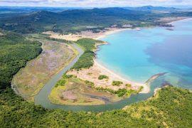 Image result for Holarrhena floribunda