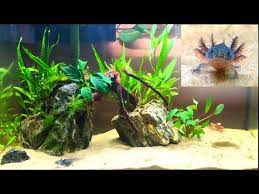 New decor, new sand substrate, a good ole' fun setup video :)nano usb. Axolotl Planted Aquascape My New Pet Youtube
