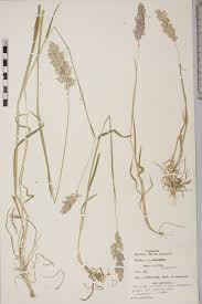 Image result for Holcus