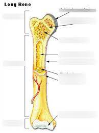 The head of the humerus is almost hemispherical, while that . Long Bone Labeling Diagram Quizlet