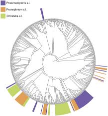 Image result for Menisorus pauciflorus