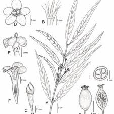 Image result for Polysphaeria lanceolata