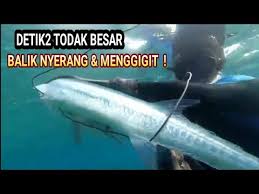 Yang terjadi pada hari jumat 13 desember, saat menemukan ikan yang marah. Video Ikan Todak