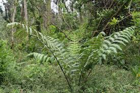 Image result for Cyatheaceae