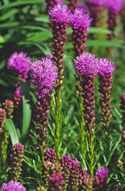 Image result for Callilepis laureola