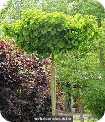 ginkgo biloba enkele nieuwe zeldzame cultivars die ook geschikt zijn voor kleinere tuinen tuin bomen tuin schaduwbomen