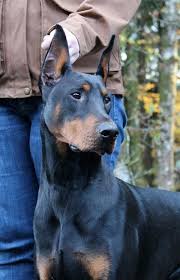 Cropping puppy ears—otoplasty—refers to the practice of surgically altering the shape of the dog's external ear. Braebrook Kennels Doberman Dogs Doberman Doberman Pinscher Dog