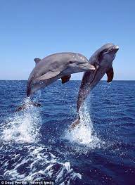 Jumping For Joy The Dolphins That Do Not Stop Playing Even If The Animal Planet Dolphins Ocean Animals