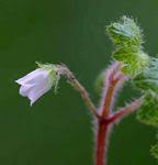 Image result for Ardisiandra wettsteinii