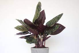 How To Care For A Calathea Ornata Plant Care For Beginners Calathea Calathea Plant Plant Care