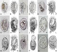 Image result for Physotrichia