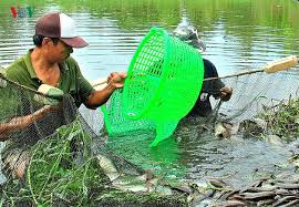 Hasil gambar untuk ikan sepat