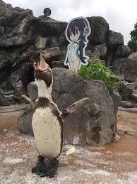 Penguins everywhere and also yanderes. This Story About A Penguin Falling In Love With An Anime Cutout Is An Oscar Worthy Love Story
