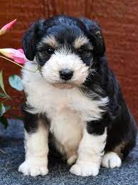 Please browse my website and let me know if you see a puppy you like. Aussiedoodles Bordoodles And French Boodles By Doodle Run Kennels In Virginia