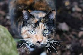 250+ twin cat names for sibling duo cats | petpress. 60 Exotic Cat Names Beautiful Unique Names For Your Cat