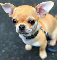 Down syndrome (ds) or down's syndrome is also known as trisomy 21. All You Need To Know About Pug Chihuahua Mix The Pet Town