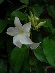 Image result for dipladenie suaveolens obrázek