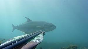 Currently spearfishing makes use of elastic powered spearguns and slings, or compressed gas pneumatic powered spearguns, to strike the hunted fish. Spear Fishing Stock Video Footage Royalty Free Spear Fishing Videos Pond5