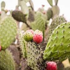 Cactus is incredibly useful, some can even supply a tasty treat or moisture. What People With Arthritis Should Know About Nopalea