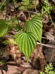 Image result for Dioscorea dregeana