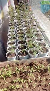 Sera manasia produce rasaduri de legume (tomate, telina, ardeioase, vinete, varza, salata, castraveti, pepeni, etc.), flori si tutun. New York 100 Autentic Poze Noi Ghiveci Rasad Generalpromo Ro