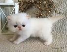 Himalayan Kittens For Sale by Reputable Breeders ...