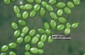 Image result for Wolffia arrhiza