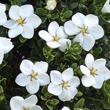 Pin On Landscape Ideas