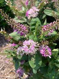 We did not find results for: Jimmy Turner On Twitter The Trialgarden At Rbgsydney Has Some Great Performers This Year Even With The Water Restrictions And Warm Weather This Year Is Definitely Is Putting Them All To The