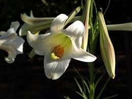Check spelling or type a new query. Easter Lily Home Garden Information Center