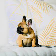 Recipes and food recommendations can be found on facebook (the dogs kitchen). French Bulldog Dallas Home Facebook