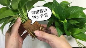 綠蘿（學名： epipremnum aureum ），也稱黃金葛或萬年青，是天南星科、麒麟葉屬的一種多年生 木質 藤本植物 ，原產於法屬玻里尼西亞的茉莉亞島 ，隨著人類引進而在東南亞、南亞、華南、索羅門群島、非洲、西印度群島等地的熱帶及亞熱帶森林中歸化 ，並在部份地區成為入侵物種，影響一些地方的生態平衡。 é»ƒé‡'è'› ç›†æ ½ç…§é¡§æ•™å­¸ 2ustyleé¢¨æ ¼åœ–æ‚  è²·ç›†æ ½