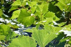 Consider wild grape and all its tendrils for your next flower bouquet. Wild Grapes Insteading