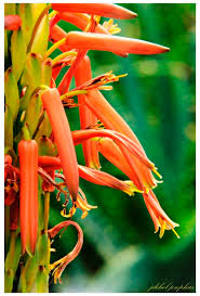 Image result for Aloe haroniensis