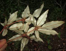 Image result for Croton pseudopulchellus