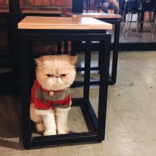 Looking to adopt ragdoll or munchkin kitten/cats, do message me at 91270368 if you have. 10 Pet Cafes In Malaysia Animal Lovers Must Visit
