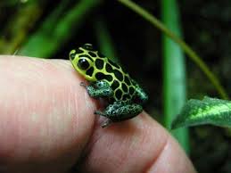 Frogs And More Frogs Photos Of Dart Frog Dendrobates Imitator And Tadpoles Dart Frog Reptiles Frog