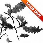 Image result for Didymoglossum erosum