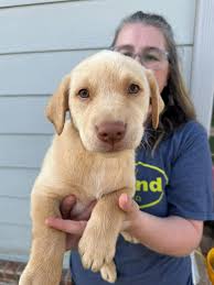 Arkansas labs for Adoption