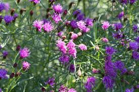 Image result for Vernonia melleri