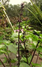 Image result for Ocimum basilicum